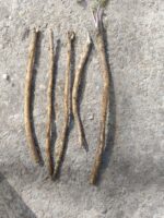Torma palánta - Image 3